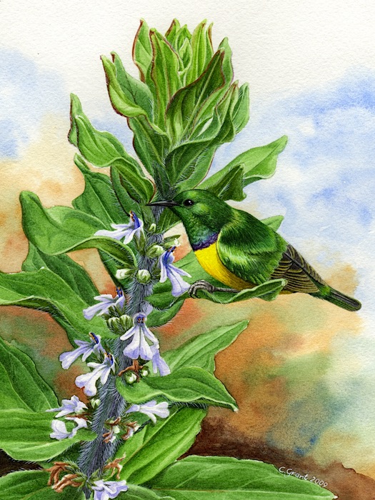 03 Birds 02 Collared Sunbird on Ajuga ophrydis watercolour