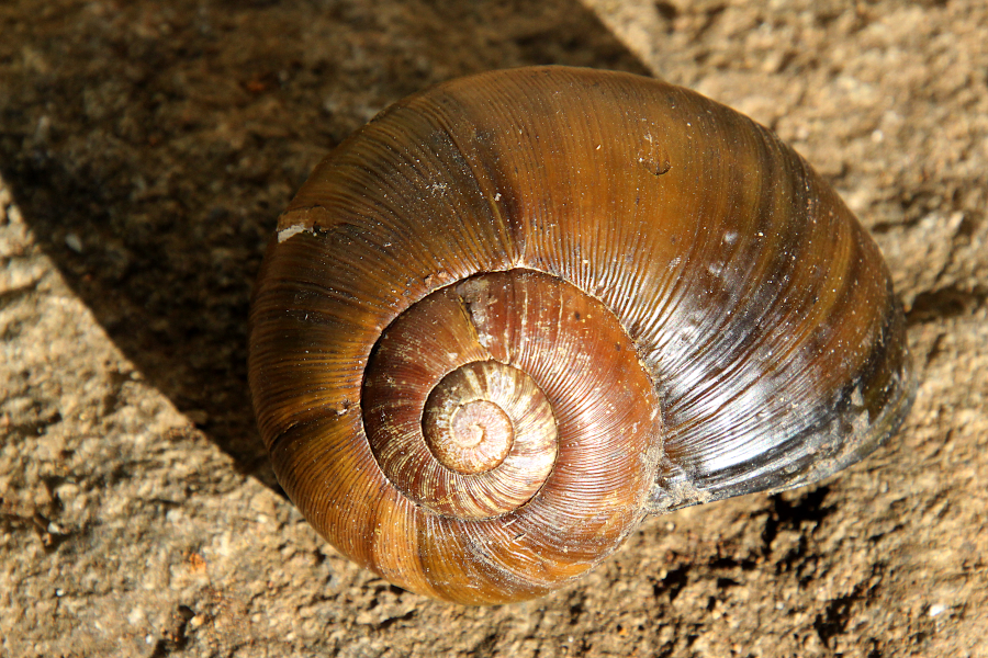 2020 06 03 IMG_6590 Common Cannibal Snail Natalina cafra