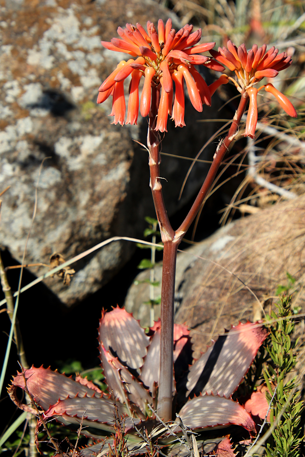 2020 06 13 IMG_6341 Common Soap Aloe Aloe maculata
