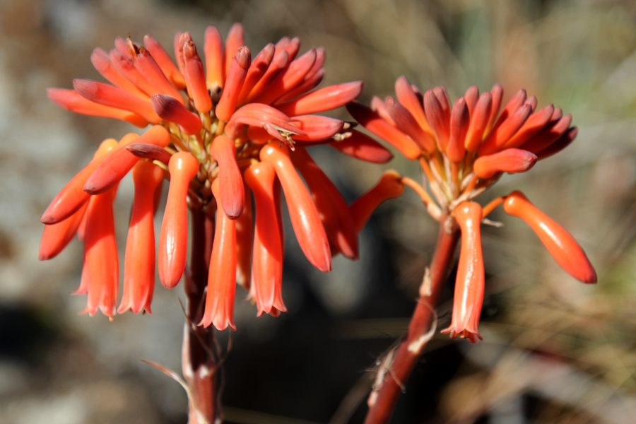 2020 06 13 IMG_6342 Common Soap Aloe Aloe maculata