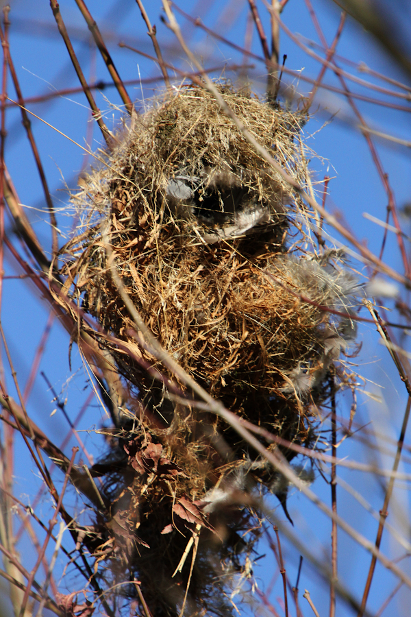 2020 07 29 IMG_6875 Greater Double-collared Sunbird nest