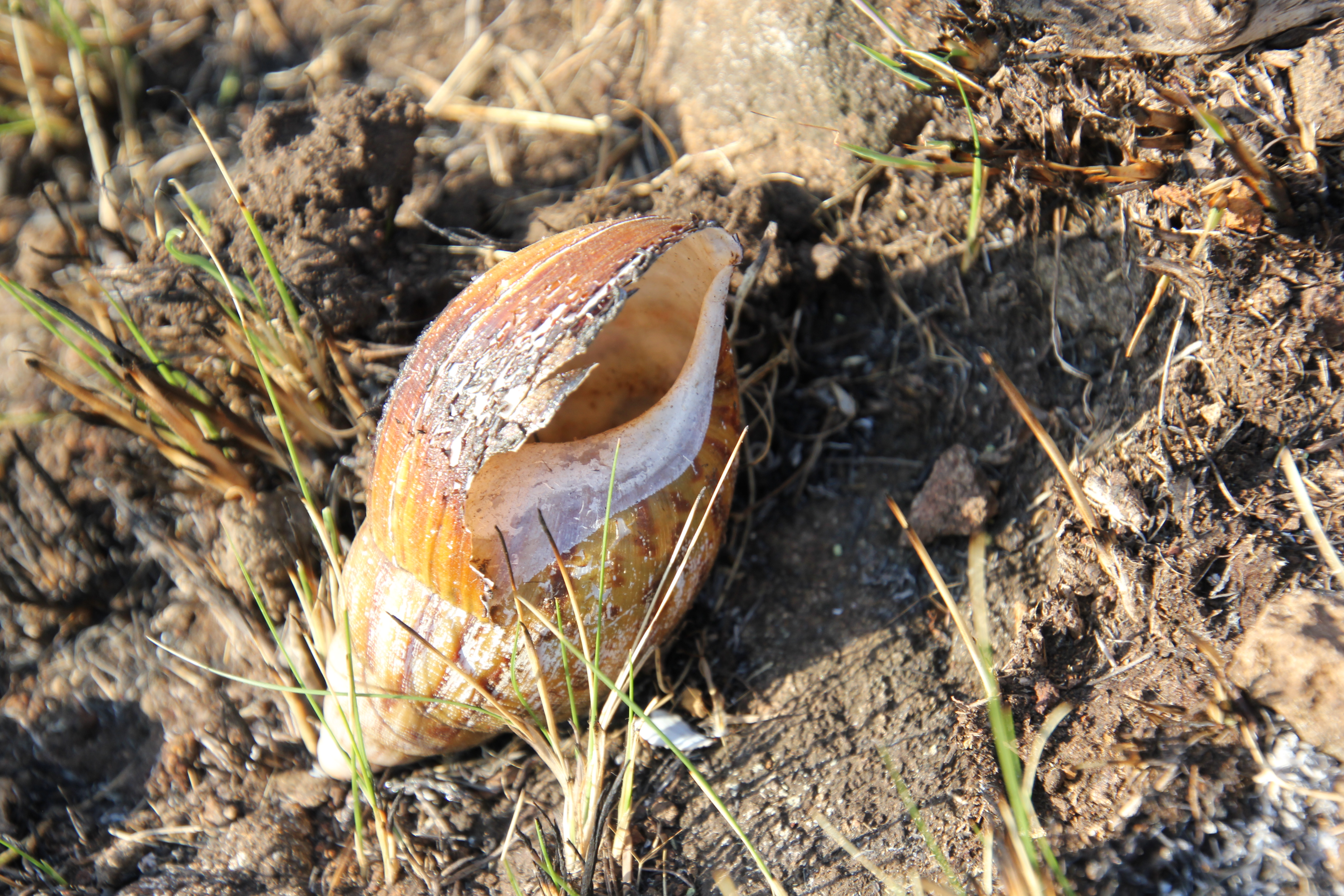 2020 08 15 IMG_7121 Snail shell