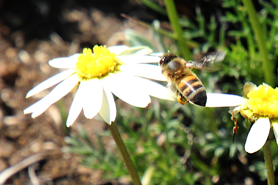 2020 08 28 IMG_7445 Bee on Ursinia tenuiloba